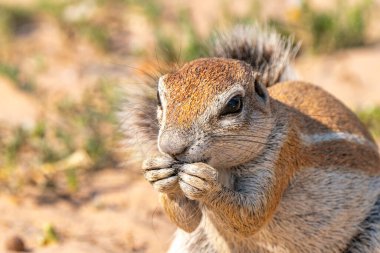 Cape ground sincabı ya da Güney Afrika yer sincabı ya da Geosciurus inauris 'e yakın olup Güney Afrika' daki Kgalagadi Transfrontier Park 'ta yiyecek ararlar.