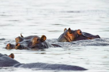 Hippo 'nun göl suyuna yakın, Kruger Ulusal Parkı, Güney Afrika