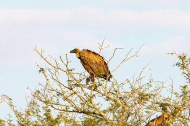 Güney Afrika 'daki Kruger Ulusal Parkı' ndaki Cape Vulture veya Cape Griffon veya Gyps ortaklaşa...