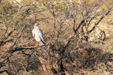 Güney Afrika 'daki Kgalagadi Transfrontier Parkı' nda ilahi söyleyen beyaz Şahin ya da Melierax Canorus.