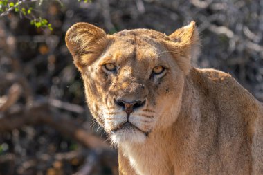 Güney Afrika 'daki Kruger Ulusal Parkı' nda aslan dişi aslanın yakın çekimi.