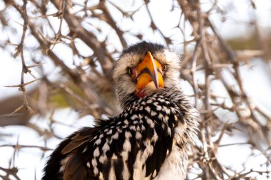 Güney Afrika 'daki Kgalagadi Transfrontier Parkı' ndaki güney sarı gagalı boynuz gagalı ya da Tockus lökomilerini kapatın.