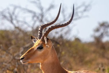 Close-up of Impala or rooibok, or Aepyceros melampus, a medium sized antelope  in the Kruger National Park, South Africa clipart