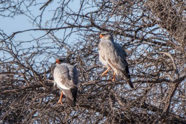 Pale chanting goshawk, or Melierax canorus, in Kgalagadi Transfrontier Park, South Africa clipart