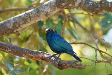 Cape Glossy Starling, ya da Lamprotornis nitens, Kruger Ulusal Parkı, Güney Afrika