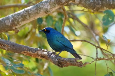 Cape Glossy Starling, ya da Lamprotornis nitens, Kruger Ulusal Parkı, Güney Afrika