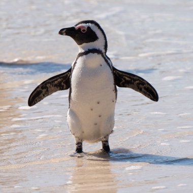 Afrika penguenleri, ya da eşek penguenleri, ya da Spheniscus demersus, ya da Cape pengueni. Güney Afrika, Simons Town yakınlarındaki Boulders Sahili Kolonisi