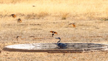 Siyah başlı balıkçıl, Kgalagadi Transfrontier Park, Güney Afrika