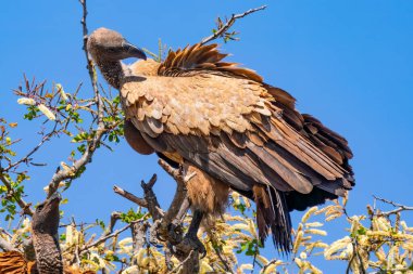 Güney Afrika 'daki Kruger Ulusal Parkı' ndaki Cape Vulture veya Cape Griffon veya Gyps ortaklaşa...