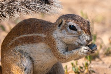 Cape ground sincabı ya da Güney Afrika yer sincabı ya da Geosciurus inauris 'e yakın olup Güney Afrika' daki Kgalagadi Transfrontier Park 'ta yiyecek ararlar.