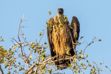 Güney Afrika 'daki Kruger Ulusal Parkı' ndaki Cape Vulture veya Cape Griffon veya Gyps ortaklaşa...
