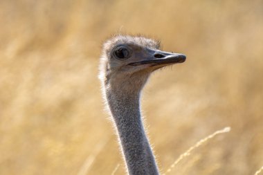 Güney Afrika devekuşuna yakın, Struth io camelus australis, ya da siyah boyunlu devekuşu, ya da Cape devekuşu, ya da Kgalagadi Transfrontier Park, Güney Afrika devekuşu,