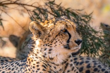 Güney Afrika 'daki Kgalagadi Transfrontier Parkı' nda bir av aramak için çitanın yakınına.