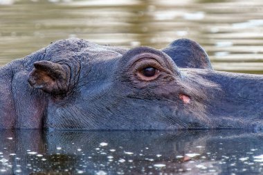 Hippo 'nun göl suyuna yakın, Kruger Ulusal Parkı, Güney Afrika
