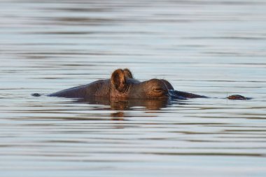 Hippo 'nun göl suyuna yakın, Kruger Ulusal Parkı, Güney Afrika