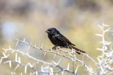 Çatal kuyruklu drongo ya da Dicrurus adsimilis, Güney Afrika 'daki Kgalagadi Transfrontier Park' ta bulunan drongo veya Afrika drongosu olarak da bilinir.