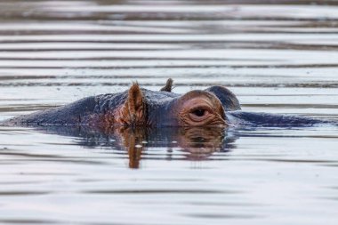 Hippo 'nun göl suyuna yakın, Kruger Ulusal Parkı, Güney Afrika