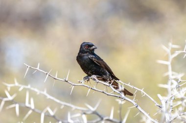 Çatal kuyruklu drongo ya da Dicrurus adsimilis, Güney Afrika 'daki Kgalagadi Transfrontier Park' ta bulunan drongo veya Afrika drongosu olarak da bilinir.