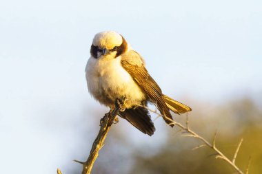 Güney Beyaz Taç Giyen Shrike, veya Eurocephalus anguitimens, Kruger Ulusal Parkı, Güney Afrika