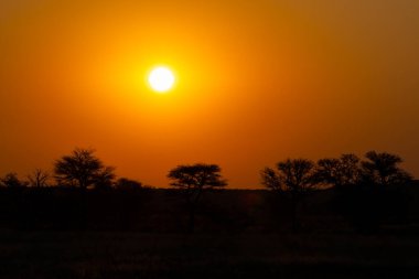 Güney Afrika 'daki Kgalagadi Sınır Aşan Parkı' nda gün batımı