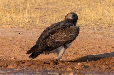 Martial Eagle, Polemaetus bellicosus, Kgalagadi Transfrontier Park, Güney Afrika
