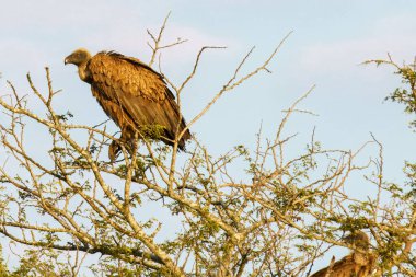 Güney Afrika 'daki Kruger Ulusal Parkı' ndaki Cape Vulture veya Cape Griffon veya Gyps ortaklaşa...