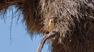 Sosyal Weaver, Güney Afrika 'daki Kgalagadi Transfrontier Parkı' nda kuş yuvalarının en büyüğünü, belki de kuşların inşa ettiği en muhteşem yapıyı inşa etmeye çalışıyor.