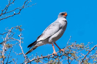 Güney Afrika 'daki Kgalagadi Transfrontier Parkı' nda ilahi söyleyen beyaz Şahin ya da Melierax Canorus.