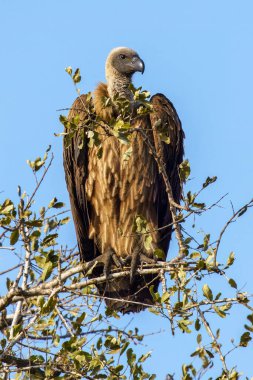 Cape vulture, or Cape griffon, or Gyps coprotheres, in Kruger National Park, South Africa clipart