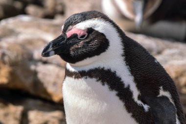 Güney Afrika 'nın Simons kasabası yakınlarındaki Boulders Sahili' nde yaşayan Afrika penguenleri, veya eşek penguenleri, veya Spheniscus demersus, veya Cape pengueni.