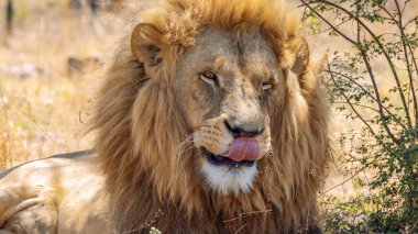 Güney Afrika 'daki Kruger Ulusal Parkı' nda Aslan Panthera Leo 'ya yaklaş.