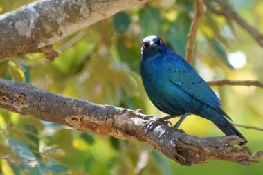 Cape Glossy Starling, ya da Lamprotornis nitens, Kruger Ulusal Parkı, Güney Afrika