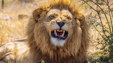 Kükreyen bir aslanın çenesine yakın çekim, Kruger Ulusal Parkı, Güney Afrika