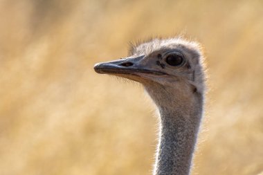 Güney Afrika devekuşuna yakın, Struth io camelus australis, ya da siyah boyunlu devekuşu, ya da Cape devekuşu, ya da Kgalagadi Transfrontier Park, Güney Afrika devekuşu,