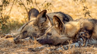 Close up of a brown hyena, or Parahyaena brunnea, (Hyaena brunnea) looking for a prey, in Kgalagadi Transfrontier Park, South Africa clipart