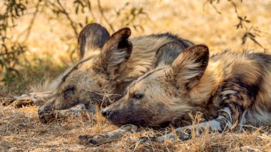 Close up of a brown hyena, or Parahyaena brunnea, (Hyaena brunnea) looking for a prey, in Kgalagadi Transfrontier Park, South Africa clipart