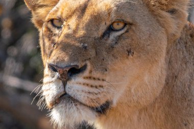 Güney Afrika 'daki Kruger Ulusal Parkı' nda aslan dişi aslanın yakın çekimi.
