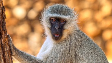 Güney Afrika 'daki Kruger Ulusal Parkı' nda babunun yakınında.