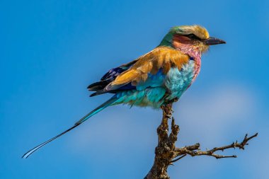 Leylak göğüslü silindir, Coracias caudatus, Kruger Ulusal Parkı, Güney Afrika