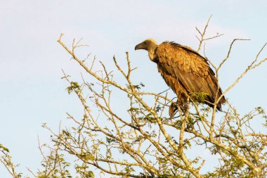 Güney Afrika 'daki Kruger Ulusal Parkı' ndaki Cape Vulture veya Cape Griffon veya Gyps ortaklaşa...
