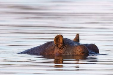 Hippo 'nun göl suyuna yakın, Kruger Ulusal Parkı, Güney Afrika