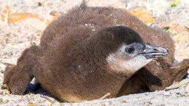 Güney Afrika 'daki Simons Town yakınlarındaki Boulders Sahili' nde yiyecek arayan Afrikalı penguen yavrusuna yaklaş.