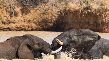 Güney Afrika 'daki Kruger Ulusal Parkı' nda bir su birikintisinde savaşan iki fil.