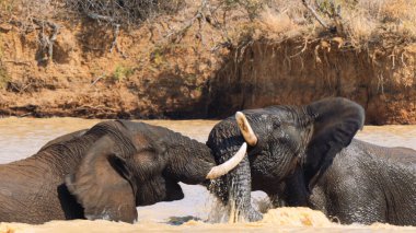 Güney Afrika 'daki Kruger Ulusal Parkı' nda bir su birikintisinde savaşan iki fil.