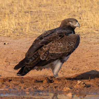 Martial Eagle, Polemaetus bellicosus, Kgalagadi Transfrontier Park, Güney Afrika