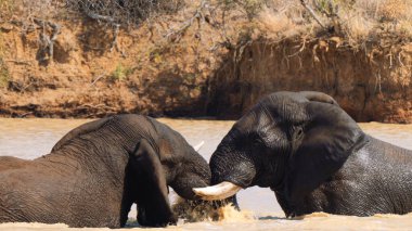 Güney Afrika 'daki Kruger Ulusal Parkı' nda bir su birikintisinde savaşan iki fil.