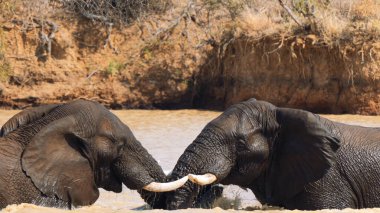Güney Afrika 'daki Kruger Ulusal Parkı' nda bir su birikintisinde savaşan iki fil.