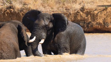 Güney Afrika 'daki Kruger Ulusal Parkı' nda bir su birikintisinde savaşan iki fil.