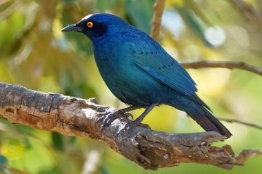 Cape Glossy Starling, ya da Lamprotornis nitens, Kruger Ulusal Parkı, Güney Afrika