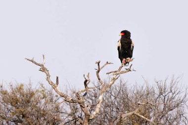 Bateleur, veya Terathopius ecaudatus, veya bateleur kartal, Kgalagadi Transfrontier Park, Güney Afrika